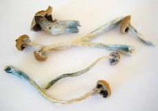 mushrooms-for-taylors